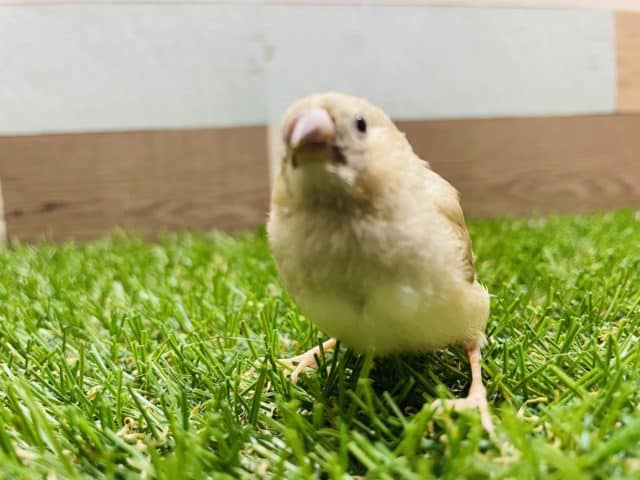最新画像有り☆あと1羽！このサイズ感が可愛すぎます♡キンカ鳥シナモンカラー♪