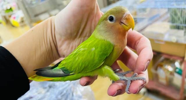 最新画像更新☆ニコイチ♡鮮やかなオパーリン小桜インコー！