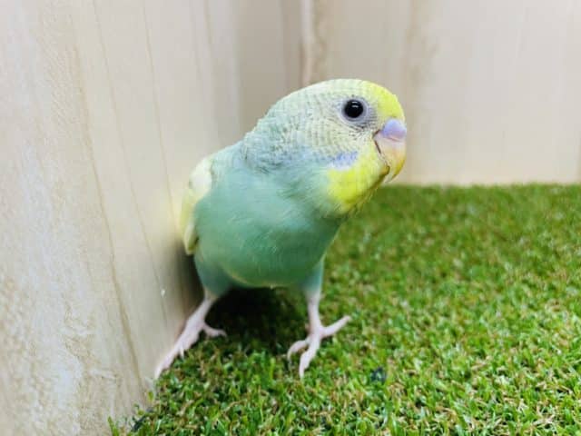 注目です！最新画像になりますよ～！！セキセイインコ パステルレインボースパングルパイド
