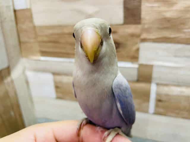 最新画像有り☆明るいバイオレットが綺麗なレアカラー！コザクラインコのバイオレットシナモンオパーリンカラー！