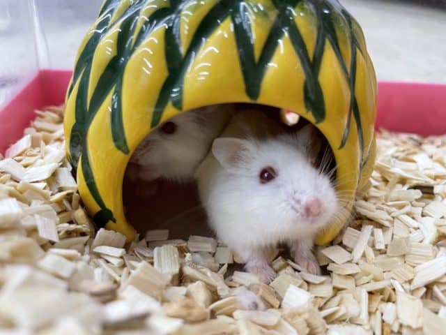 からだは白くて目は赤いの！　ロボロフスキーハムスター　アルビノ