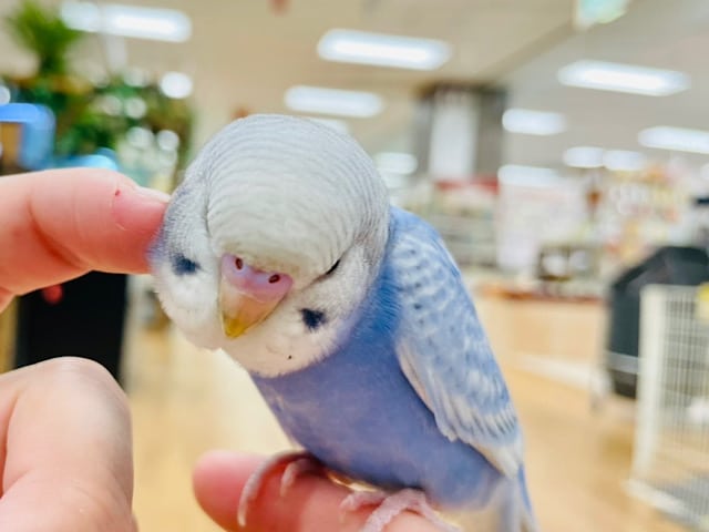【デレ激写♡♡】ツンデレインコ好きにオススメ！！セキセイインコ(スパングル)
