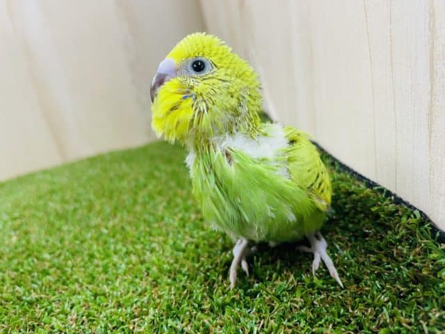 大人気！トテトテ歩きがたまらない💕　セキセイインコ　スパングル