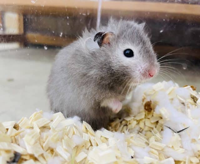 後オス1匹です！！最新画像になりますよ！長毛カラーハムスター🐹セーブル