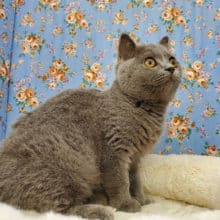 まるまる凛々しい❣️ブリティッシュショートヘアの男の子きました☆