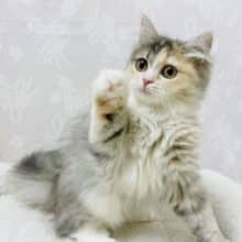 実は恥ずかしがり屋なのっ★サイベリアンちゃん！