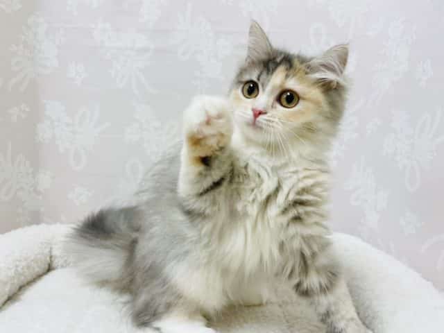 実は恥ずかしがり屋なのっ★サイベリアンちゃん！