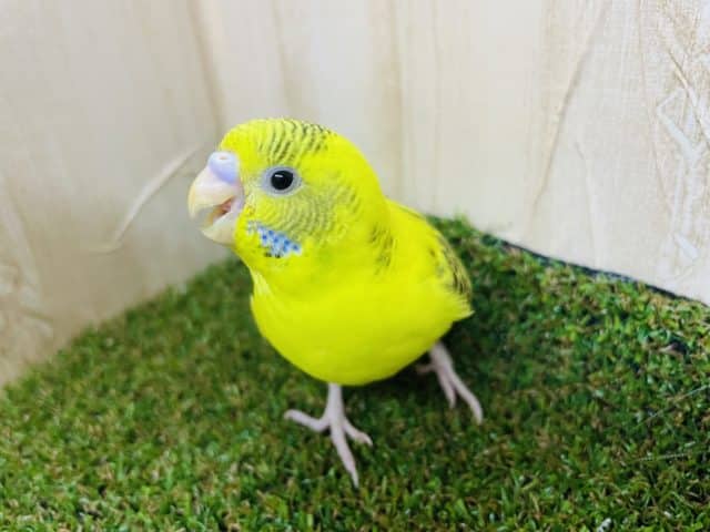 最新画像・動画になりますよ〜🌼手にベッタリになりました！　セキセイインコ「ルクちゃん」