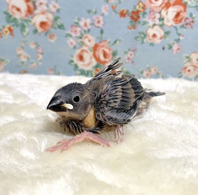 桜文鳥 🌸🪶 9/30