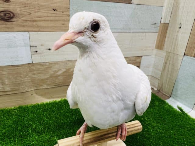 最新画像更新♡ギンバトさんしっかりしてきました～❤