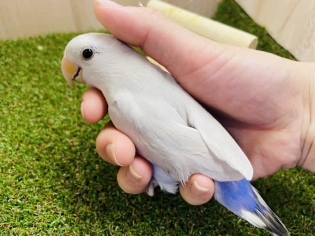 わっしょいコザクラ祭りだよ‼️⑥最新画像になりますよ！！ビックリ‼️レアカラー👑✨✨② コザクラインコ　パリッドヴァイオレットシナモン　