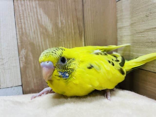 元気いっぱいなヒナさんです！セキセイインコのハルクインカラー！