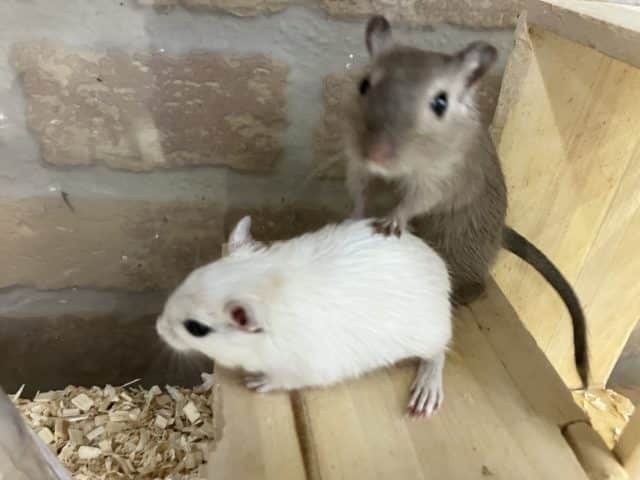 久方ぶりのカラージャービル♂