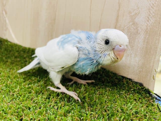 水色×白の超絶かわいいセキセイさん降臨！！！！　セキセイインコ　スパングルパイド