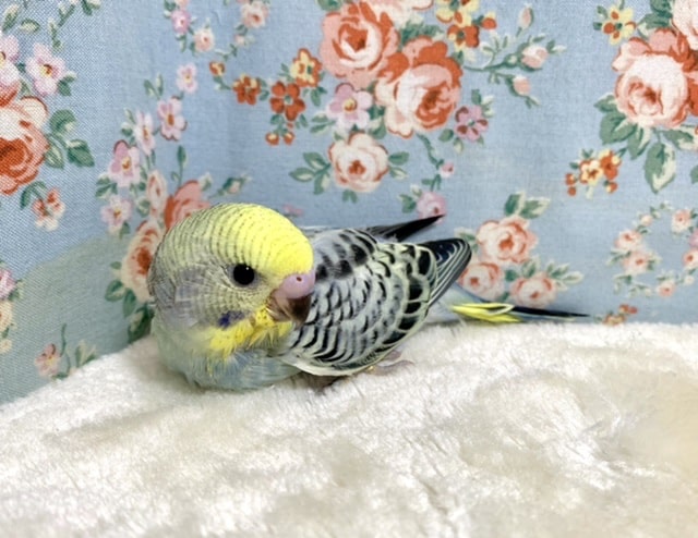 セキセイインコ レインボーモーヴ 9/24