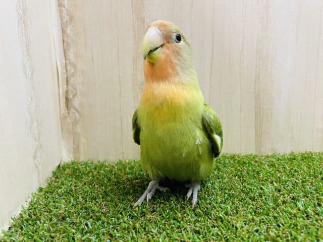 最新画像です★★お顔が染まっていくんです！！　コザクラインコ　オパーリン
