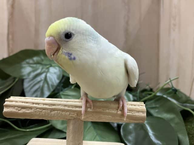 大人気！！注目セキセイさん‼️ セキセイインコ　パステルレインボーパイド
