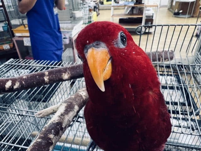 最新画像有り☆甘え上手で真っ赤なインコさん☆ヒインコの女の子！