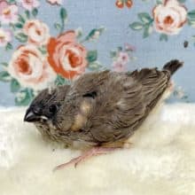 キンカチョウ  ヒナ🐦  9/9