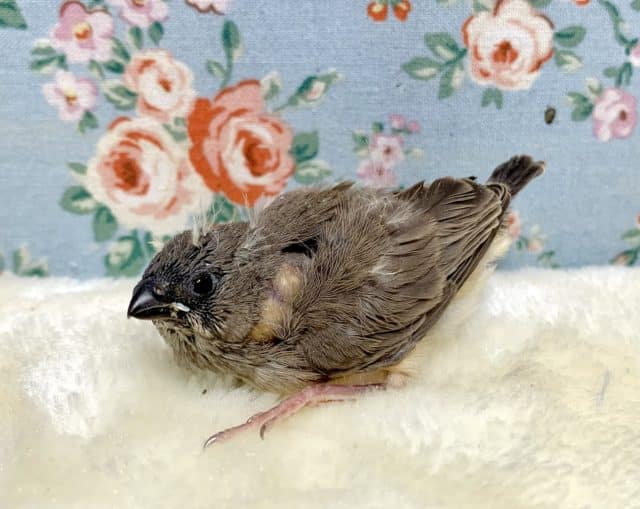 キンカチョウ ヒナ🐦 9/9