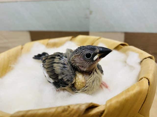 元気いっぱいにご飯の催促♪桜文鳥のヒナやって来ました！