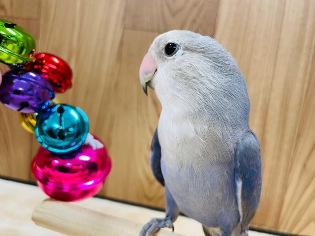 【12/13最新画像更新です！】もじっとしたまん丸小桜さん☆　コザクラインコ　バイオレット～～