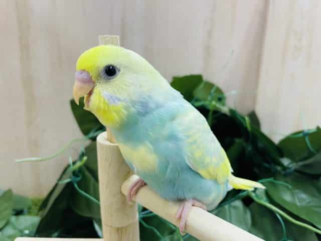 必見です！最新画像になりますよ～♪レアカラーセキセイさん‼️　セキセイインコ　パステルレインボースパングルパイド