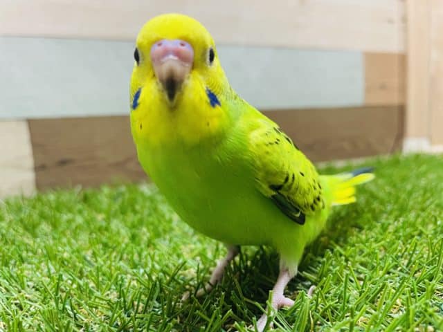 最新画像有り☆堂々とした立ち姿が可愛らしい仔！セキセイインコのオパーリンカラー！
