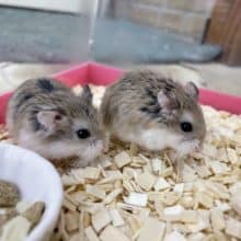 一緒がいいの〜！！仲良しロボロフ！　ロボロフスキーハムスター