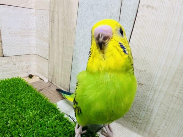でしゃばり♡アピール上手のセキセイインコオパーリン☆