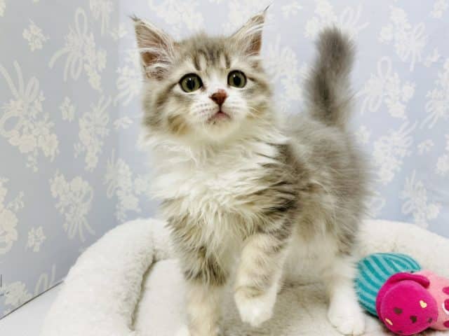 愛が止まりません♡サイベリアンくん！