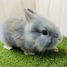 ふわもこ～ライオンラビット！！  ブルー系　男の子　