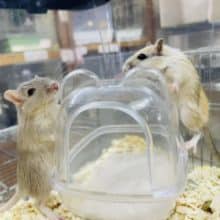 お見逃しなく〜💕可愛いジャービルさん2匹‼️ カラージャービル　男の子