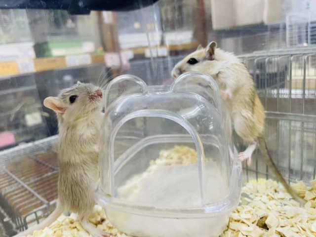 お見逃しなく〜💕可愛いジャービルさん2匹‼️ カラージャービル　男の子