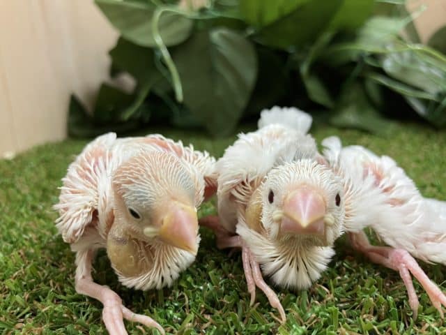 文鳥ズ 大人気 白文鳥 シロブンチョウ