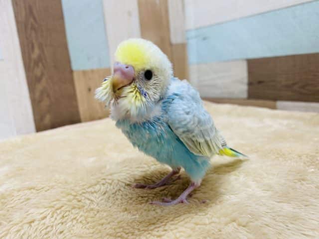 元気いっぱいに近寄ってきます♪セキセイインコパステルレインボー