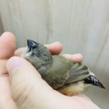 最新画像になりますよ！！ニーニー鳴きます💕　びっくりかわいいキンカチョウさん！　キンカチョウ　ノーマル