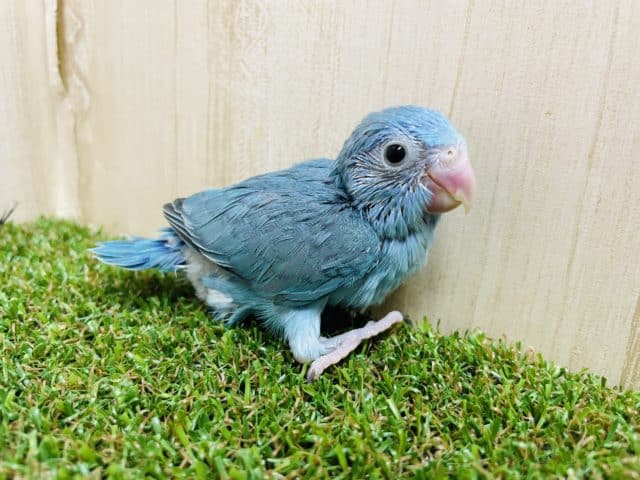 ブルーのマメたんです！(°▽°) マメルリハ　ブルー　女の子