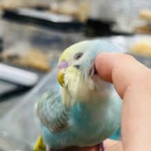 されるがまま〜♡♡セキセイインコ(レインボー)