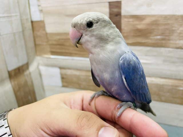 最新画像有り☆綺麗な濃いめブルーのレアカラー！コザクラインコのトゥルーブルーオパーリンカラー！