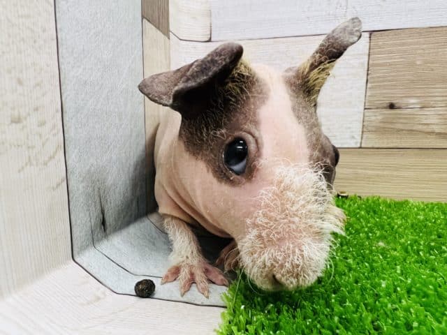 珍獣⁉︎スキニーギニアピッグ♀