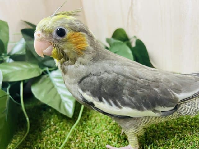 最新画像になりますよ～♪♪♪うるうる担当‼️ オカメインコ　ノーマル