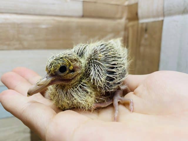 まだウブウブな鳩さんです！おっとりとした性格が可愛いジュズカケバト♪