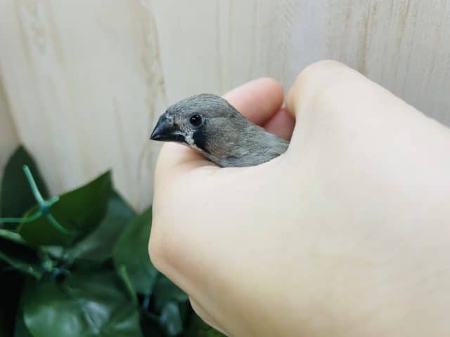 最新画像になりますよ！！推しはキンカチョウさん！！　ノーマル