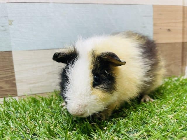 見ているだけで癒されちゃいます！テッセルモルモットの三色カラー！