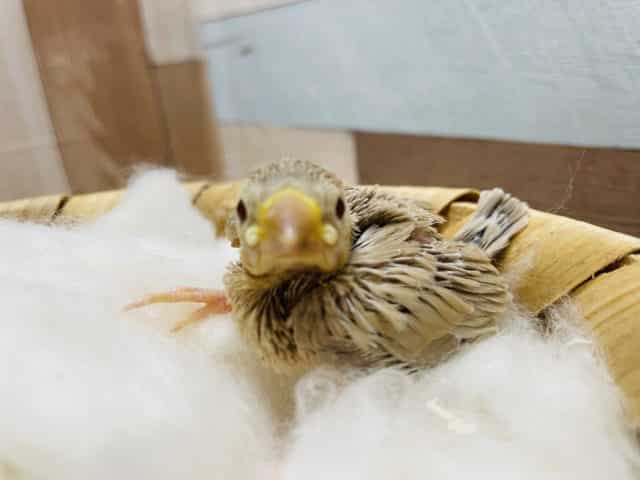 優しい色合いのヒナさんです！シナモン文鳥！
