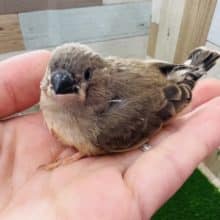 ぐんぐん成長中！キンカ鳥ヒナ☆