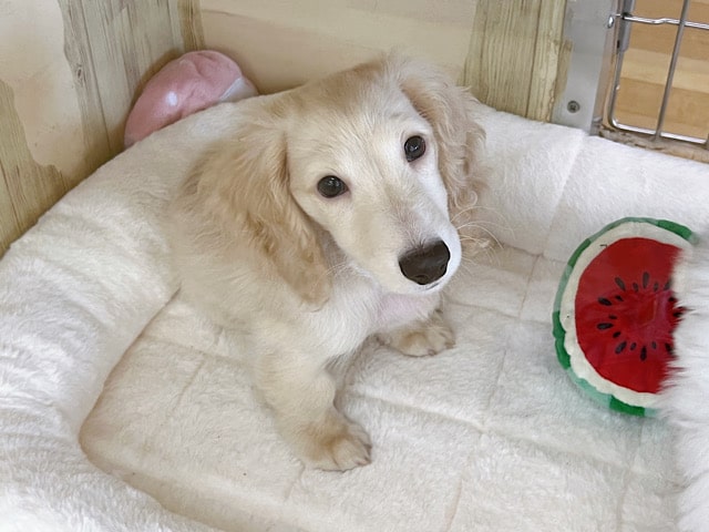 突進突進❣️ダックスくんがきてくれました♬︎♡