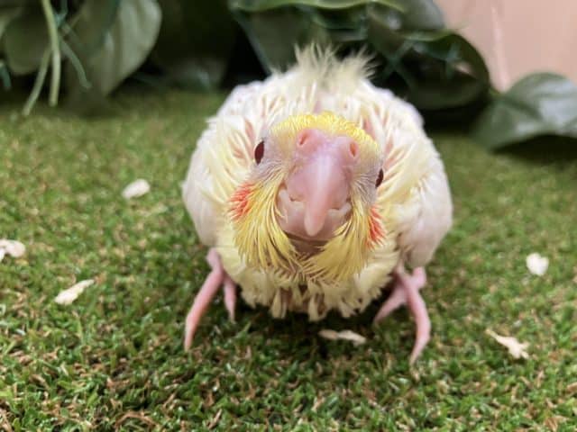 オカメインコルチノー、むちむち