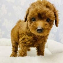 可愛さ優勝級♡トイプードルくん！